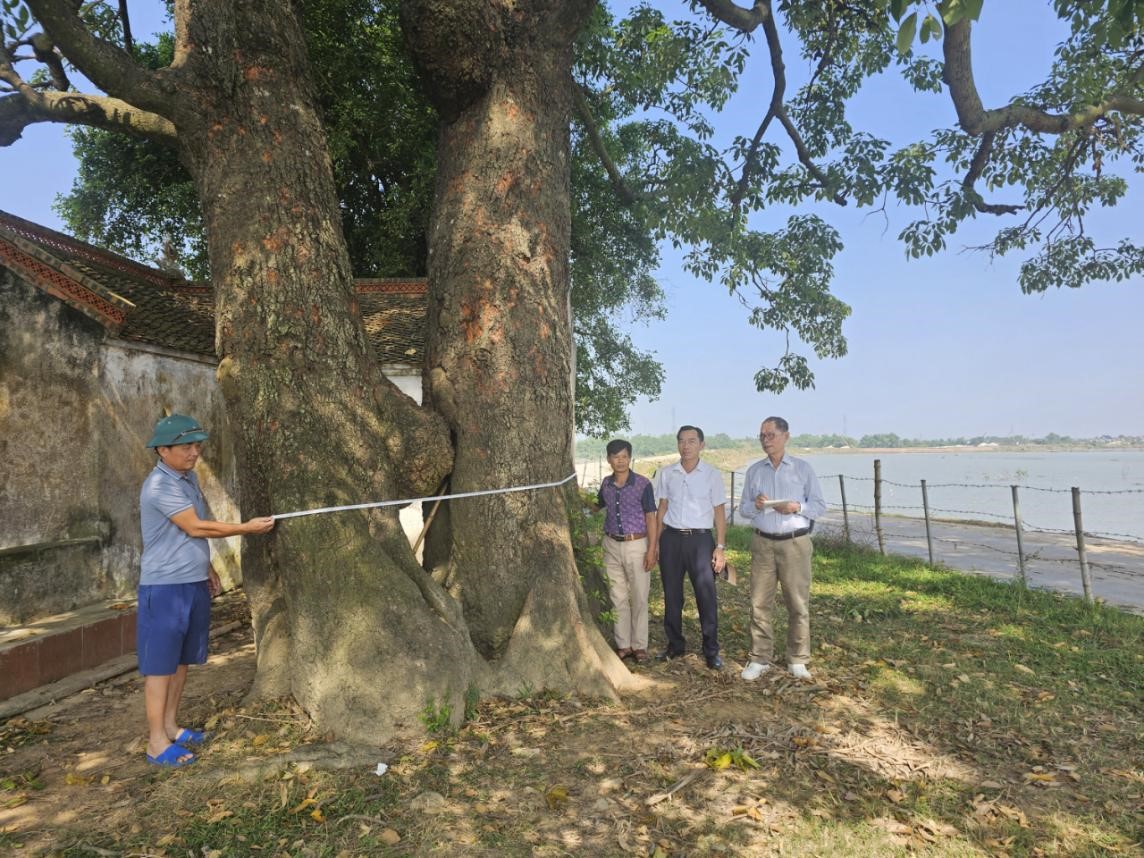 Hội bảo vệ thiên nhiên và môi trường Việt Nam khảo sát cây gạo tháng 10/2024. 