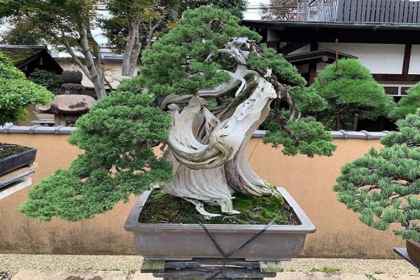 5 cây Bonsai cổ nhất thế giới