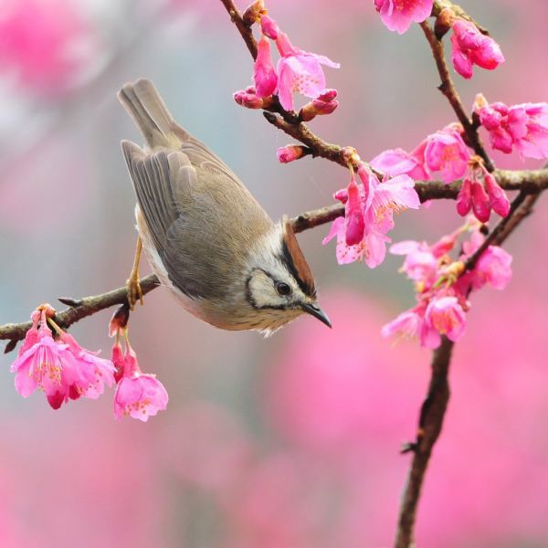 Cánh én báo Xuân về