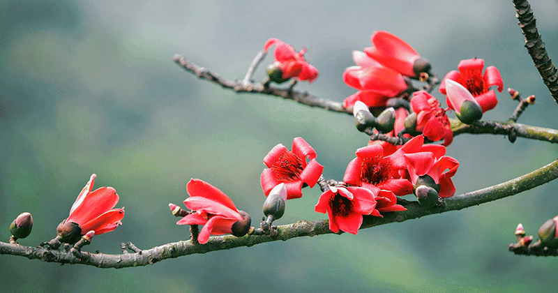 GIỌT NẮNG THÁNG BA