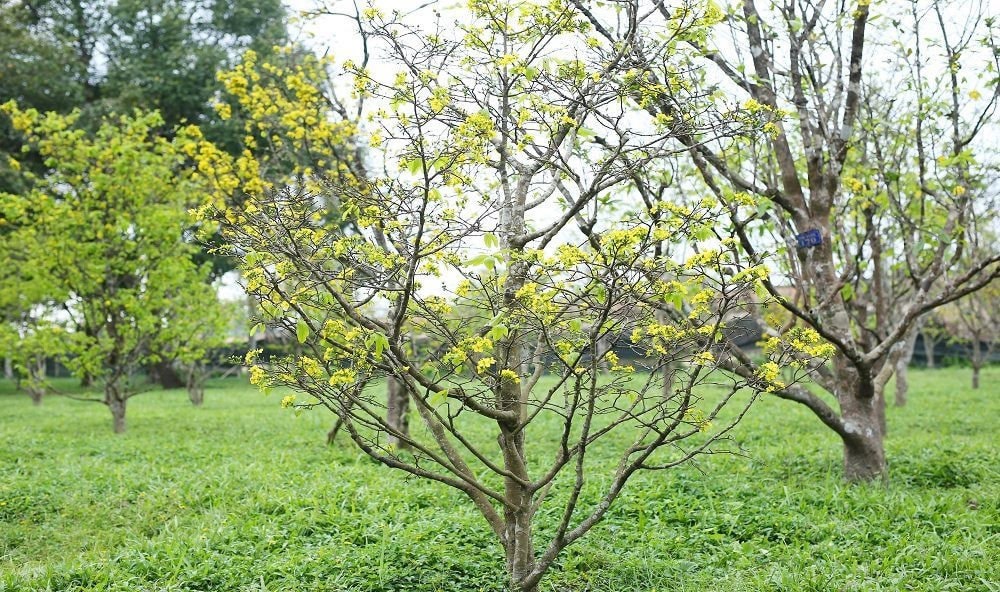 Kết quả nghiên cứu bảo tồn và phát triển giống mai vàng Huế (Hoàng Mai Huế)