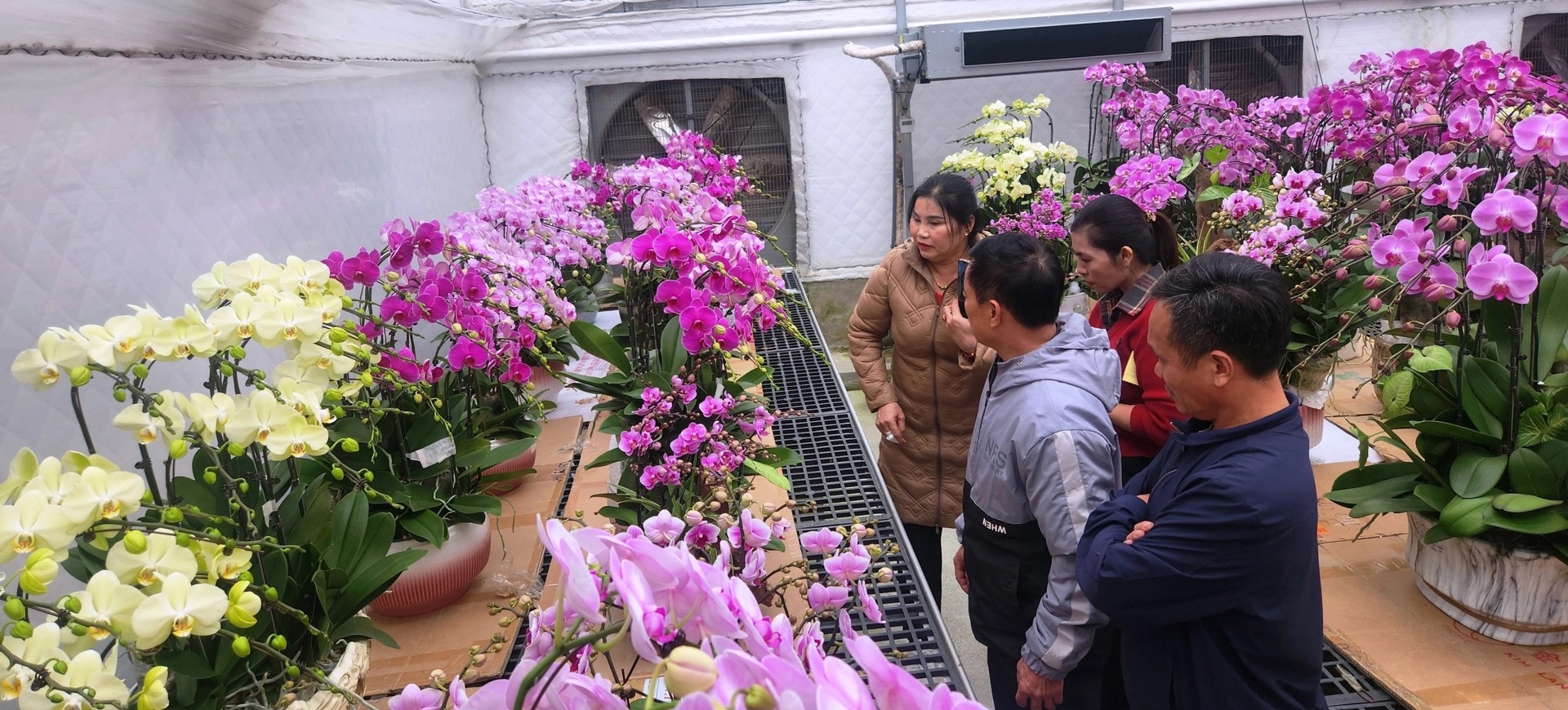 Hà Tĩnh: Phố hoa, cây cảnh Thành Sen “khoác áo” xuân đón tết Ất Tỵ