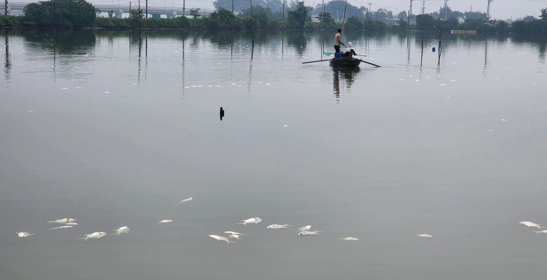 Hà Tĩnh: Cá nuôi chết hàng loạt chưa rõ nguyên nhân, gây thiệt hại cho người dân