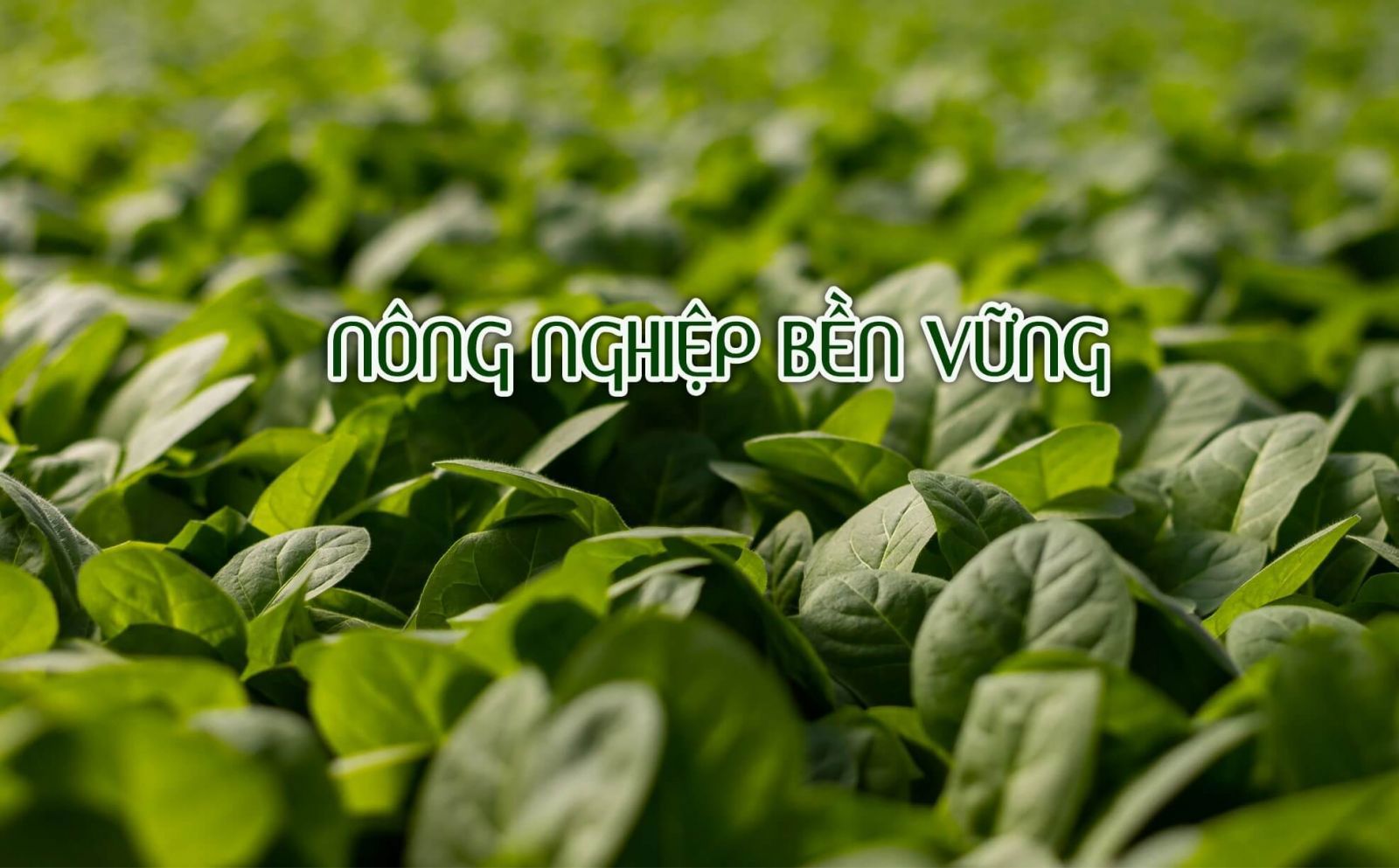 Ngân hàng Thế giới hỗ trợ Bộ NN&PTNT các dự án phát triển bền vững ngành nông nghiệp trong năm 2025