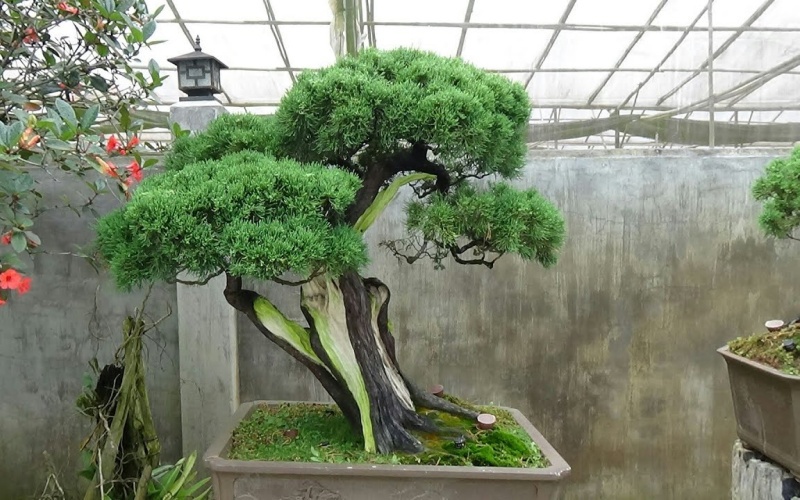 Không chỉ là cây bonsai, cây trắc bách diệp còn là cây thuốc