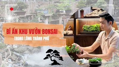 Bí ẩn khu vườn Bonsai nghìn cây trong lòng thành phố