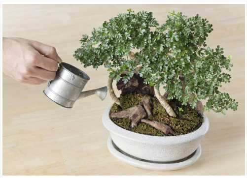 Những lỗi cần tránh trong quá trình chăm sóc bonsai