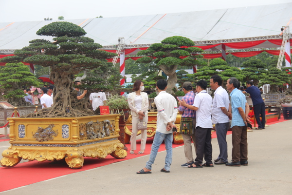 Hoàng thảo thập hoa