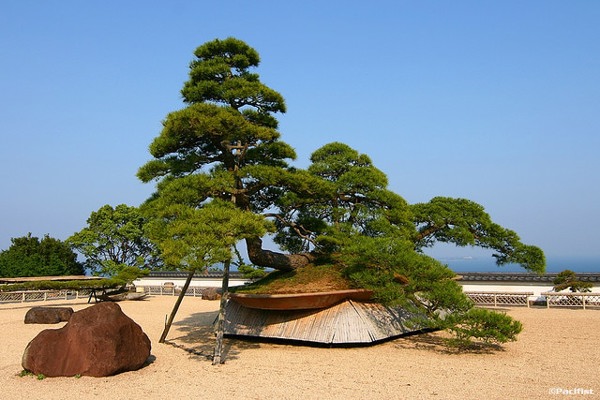 Những cây Bonsai lâu đời nhất thế giới 