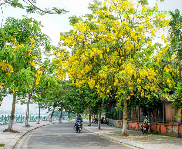 Loại Cây Bóng Mát đẹp, tán rộng, lớn nhanh