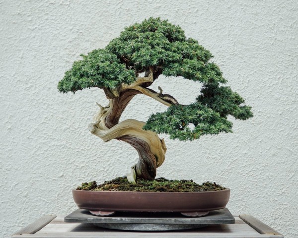 Cây bonsai 400 tuổi trị giá 120.000 USD bị đánh cắp, chủ nhân cầu xin kẻ trộm tưới nước