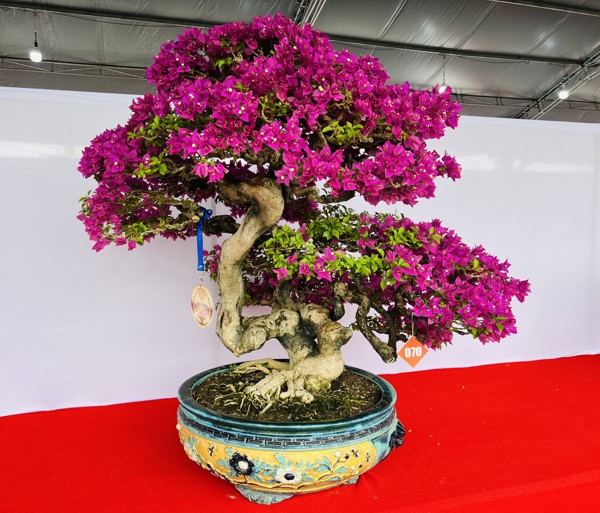 Các phương pháp truyền giống Bonsai