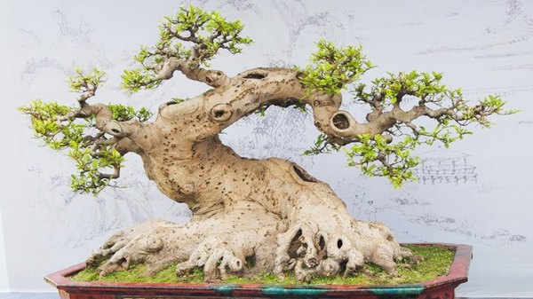 Kỹ thuật cắt tỉa, chiết cành bonsai đúng cách