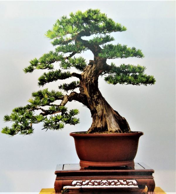 Con đường Bonsai