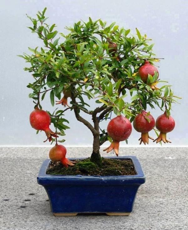 Chăm sóc cây Bonsai có quả