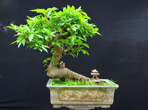 Cách trồng cây sung Bonsai và kỹ thuật kiểm soát lá, quả của cây