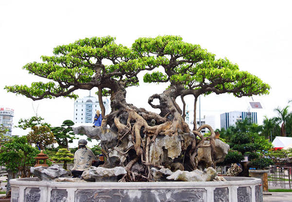 Chăm sóc cây Bonsai thả nước