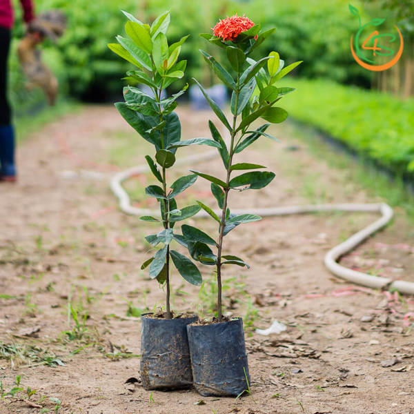 Cách trồng, chăm sóc trong chậu và nhân giống hoa mẫu đơn