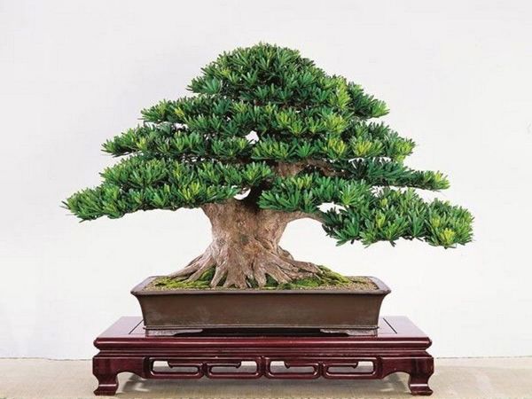 Chăm sóc Bonsai đúng kỹ thuật cho cây phát triển tốt