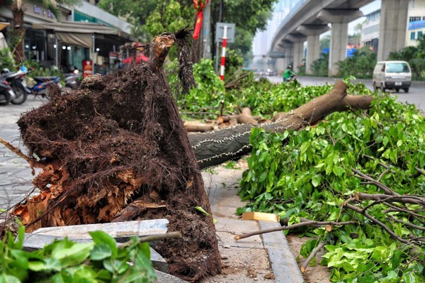 Làm gì để bảo vệ an toàn cây xanh trong mùa mưa bão