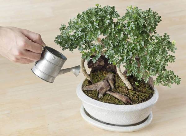 Những lưu ý khi trồng và chăm sóc bonsai mini