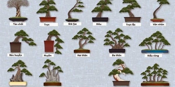 Kinh nghiệm chọn chậu cho Bonsai