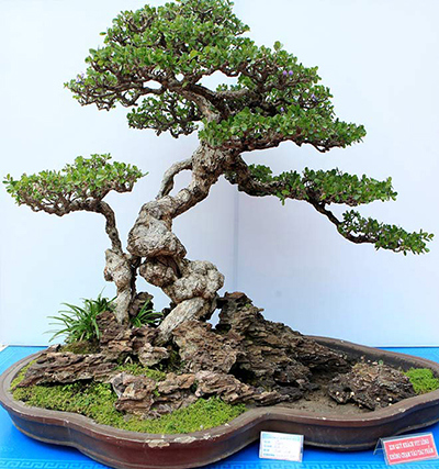 Những quy tắc trong nghệ thuật bonsai