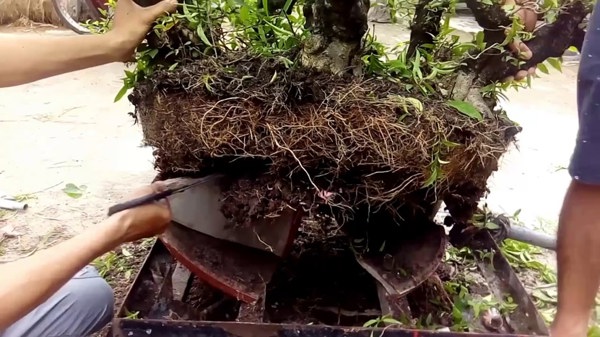 Kỹ thuật sang chậu và thay đất Kiểng Bonsai