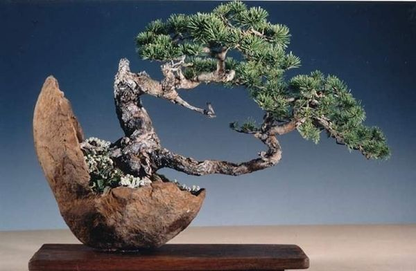 Một số tác phẩm Bonsai được yêu thích (phần 2)