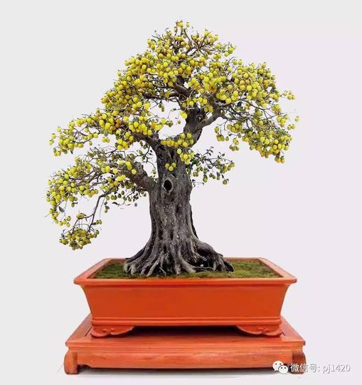 Một số tác phẩm bonsai được yêu thích (phần 3)