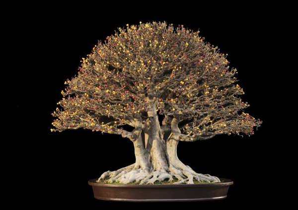 Một số tác phẩm bonsai được yêu thích (phần 4)