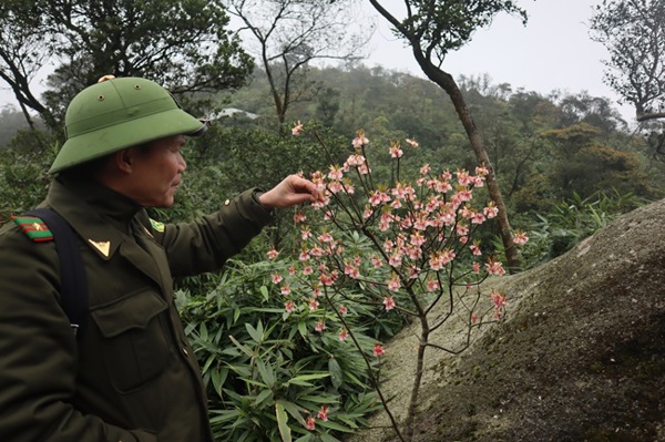 Cần bảo tồn và phát triển cây đào chuông