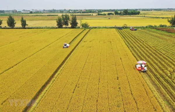 Sản lượng lúa đảm bảo an ninh lương thực trong nước và nhu cầu xuất khẩu