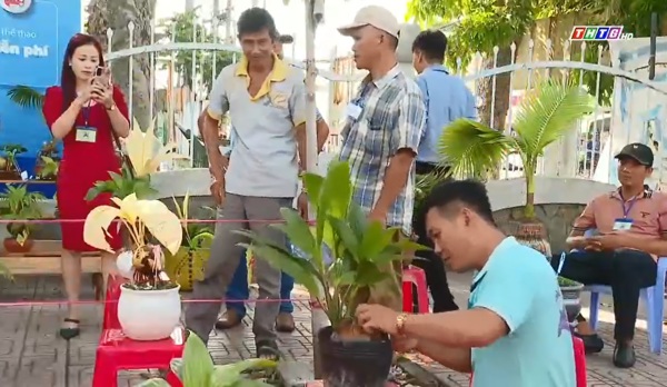 Độc đáo dùa kiểng, dừa bonsai tại triển lãm Tiền Giang