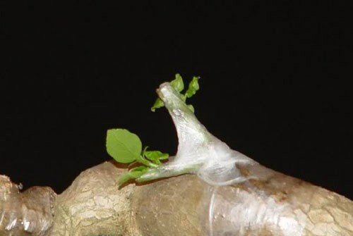 Dùng bánh tráng gạo để ghép cây Bonsai