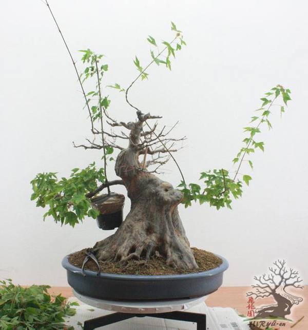 Trồng bonsai bằng phương pháp Ghép cành xuyên qua thân cây