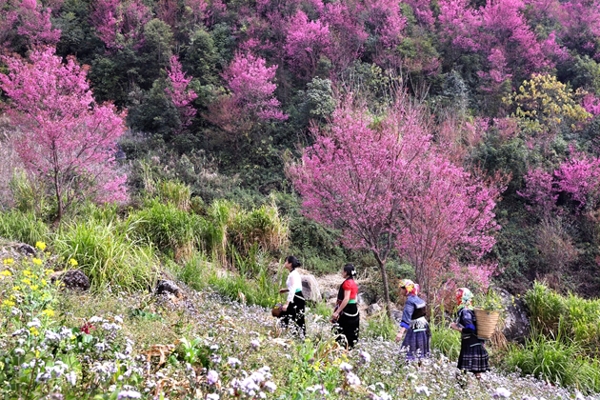 Muà hoa Tờ Dáy vùng cao Mù Cang Chải