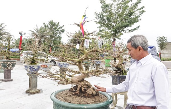 5.300 cây mai vàng Bình Định sẽ khoe sắc tại triển lãm xuân Giáp Thìn 2024