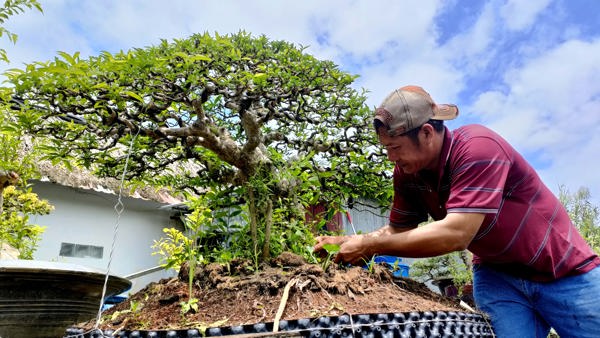 Nghệ nhân Bonsai miệt vườn