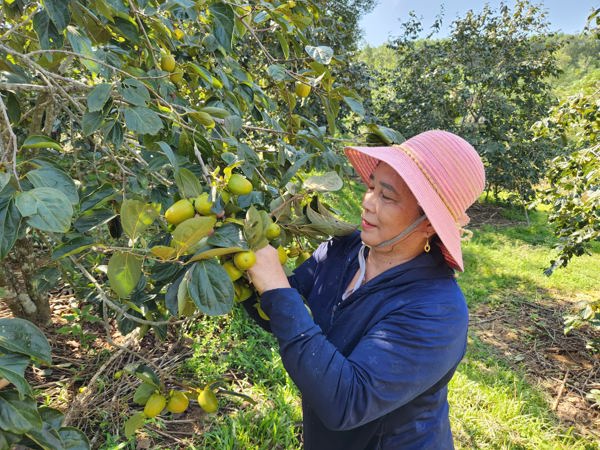 Hà Tĩnh: Chuyển đổi cây trồng đem lại hiệu quả kinh tế cao người dân miền núi