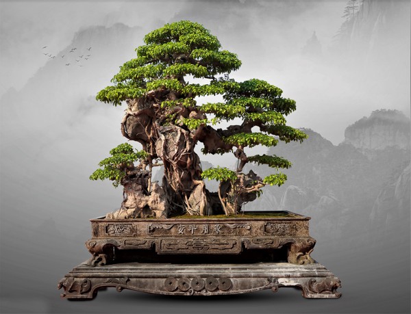 Nhà vườn bonsai Cảnh Yến Hà Đông, Tp Hà Nội