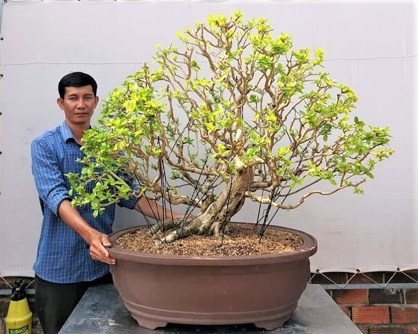 Nhà vườn Bonsai Lê Huy Tiến - Long An