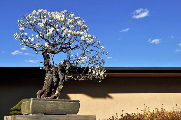 Bốn mùa Bonsai