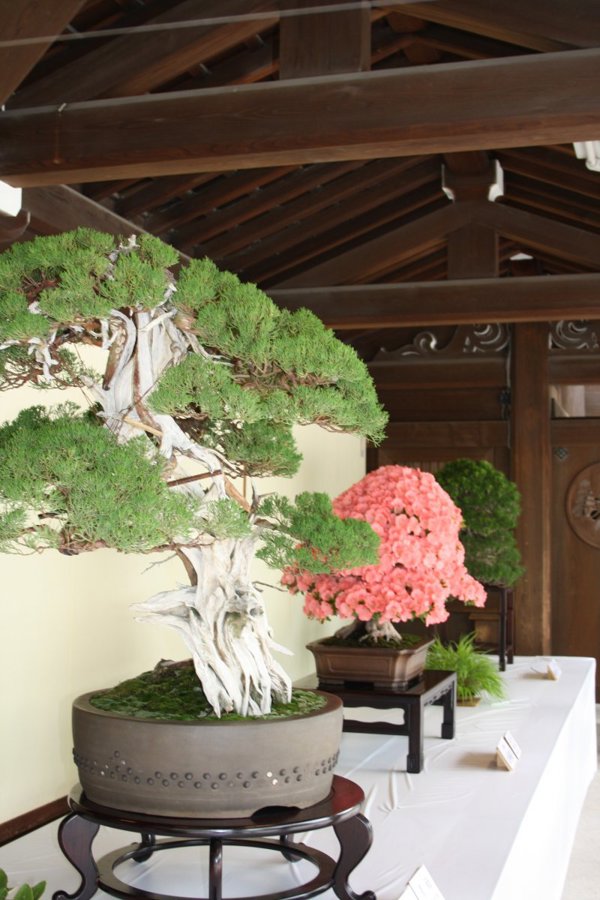 Nhật Bản: Triển lãm Bonsai & Suiseki tại đền Meiji tháng 6/2021