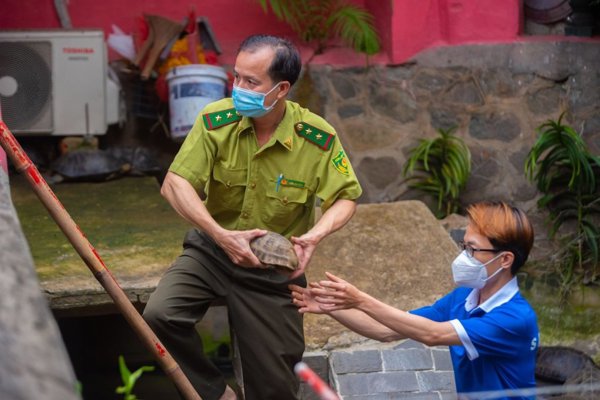 Thành phố Hồ Chí Minh đưa 62 cá thể rùa quý hiếm ở chùa về trạm cứu hộ