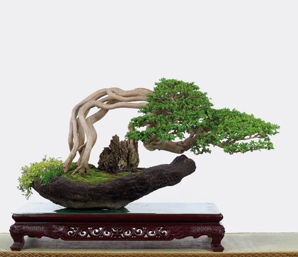 Bonsai - Cách phân loại theo kích thước