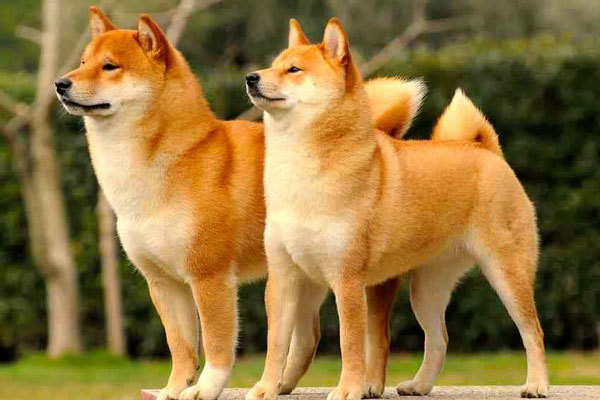 Chó Shiba Inu