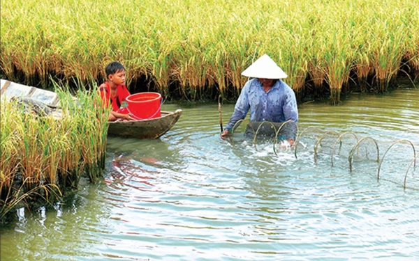 Ngành tôm trước cơ hội lớn để mở rộng thị trường