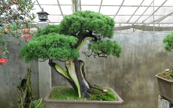 Không chỉ là cây bonsai, cây trắc bách diệp còn là cây thuốc