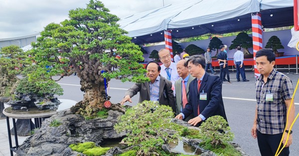 Cách đánh giá một tác phẩm bonsai đẹp 